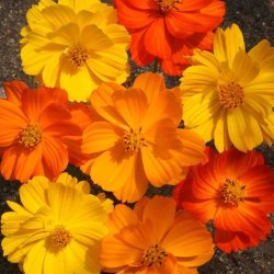Kosmos, Svovlgul <br>'Bright Lights'<br> <i>Cosmos sulphureus </i>