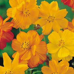 Kosmos, Svovlgul <br>'Bright Lights'<br> <i>Cosmos sulphureus </i>