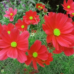 Stolt kavaler <br>'Red Dazzler'<br> <i>Cosmos bipinnatus</i> 