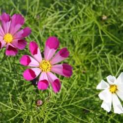 Stolt kavaler <br>'Seashells'<br> <i>Cosmos bipinnatus</i>
