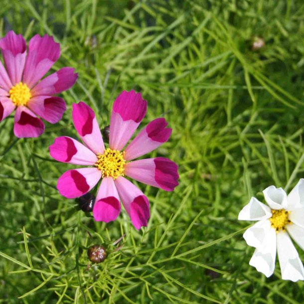 Stolt kavaler <br>'Seashells'<br> <i>Cosmos bipinnatus</i>