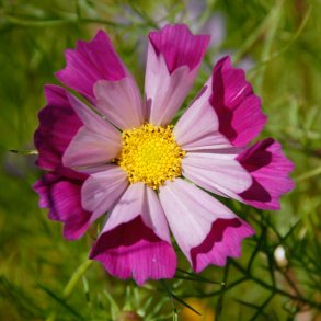 Stolt kavaler <br>'Seashells'<br> <i>Cosmos bipinnatus</i>