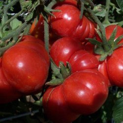 Tomat <br>'Costoluto Genovese'<br><i>Lycopersicon esculentum</i>