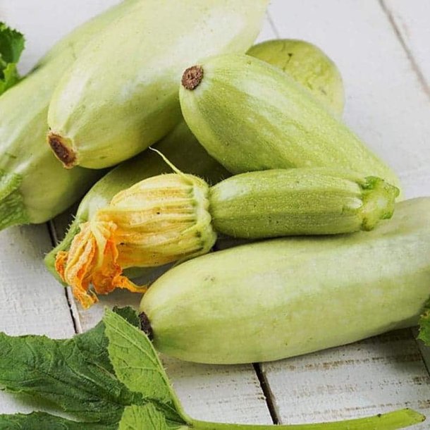 Courgette, squash, zucchini<br>'Radu'<br><i>Cucurbita pepo</i>