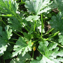 Courgette, squash, zucchini<br>'Radu'<br><i>Cucurbita pepo</i>