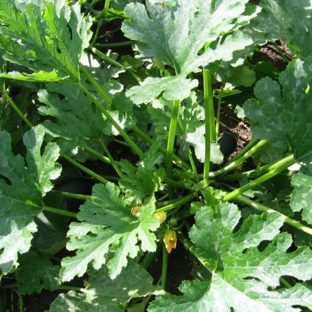 Courgette, squash, zucchini<br>'Radu'<br><i>Cucurbita pepo</i>