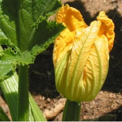 Courgette, squash, zucchini<br>'Radu'<br><i>Cucurbita pepo</i>
