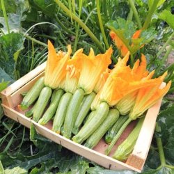 Courgette, squash, zucchini<br>'Radu'<br><i>Cucurbita pepo</i>