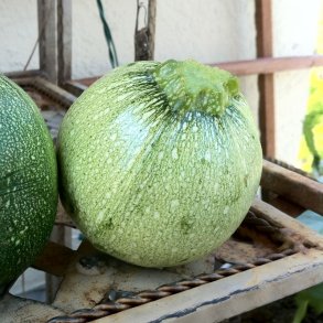 Courgette, squash, zucchini<br>