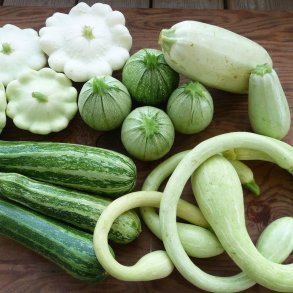 Courgette, squash, zucchini<br>Mix<br><i>Cucurbita pepo</i>