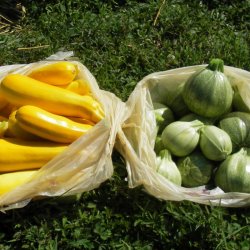 Courgette, squash, zucchini<br>Mix<br><i>Cucurbita pepo</i>