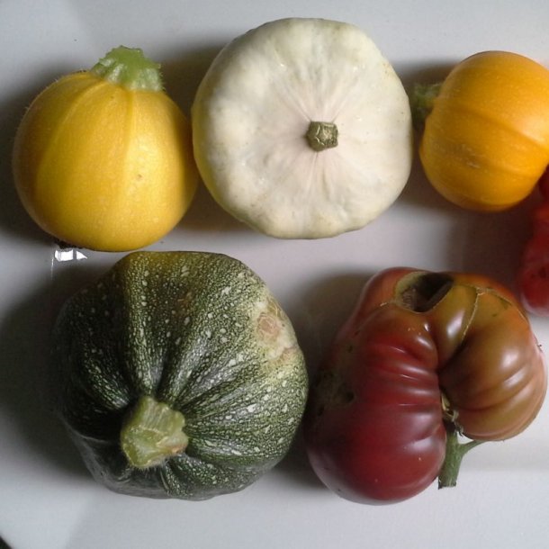Courgette, squash, zucchini<br>Mix<br><i>Cucurbita pepo</i>