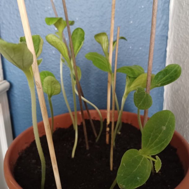 Courgette, squash, zucchini<br>Mix<br><i>Cucurbita pepo</i>