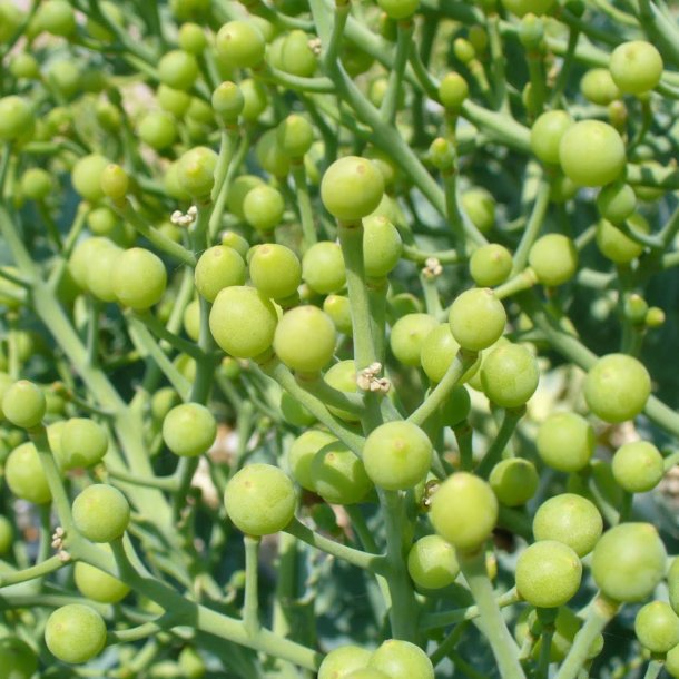 Strandkl <br><i>Crambe maritima</i><br><br>