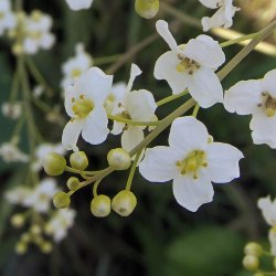 Kmpeslr <br><i>Crambe cordifolia </i><br><br>