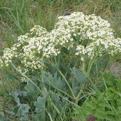 Strandkl <br><i>Crambe maritima</i><br><br>