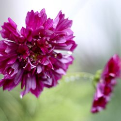 Stolt kavaler<br>'Double Click <br>Cranberries'<br><i>Cosmos bipinnatus</i>