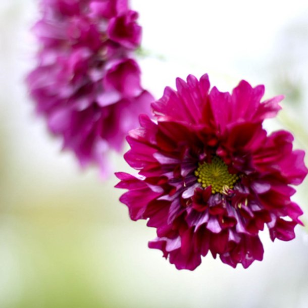 Stolt kavaler<br>'Double Click <br>Cranberries'<br><i>Cosmos bipinnatus</i>