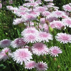 Hgeskg <br>'Rose' <br><i>Crepis rubra</i>