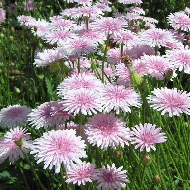 Hgeskg <br>'Rose' <br><i>Crepis rubra</i>