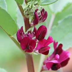 Valsk b�nne, hesteb�nne<br>�Crimson Flowered�<br><i>Vicia faba </i>