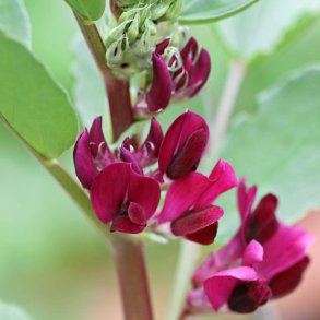 Valsk b�nne, hesteb�nne<br>�Crimson Flowered�<br><i>Vicia faba </i>