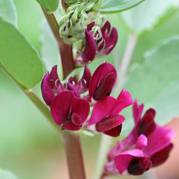 Valsk b�nne, hesteb�nne<br>�Crimson Flowered�<br><i>Vicia faba </i>