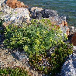 Fennikel, Strand-, <br>rock samphire, paccasassi <br><i>Crithmum maritimum </i>