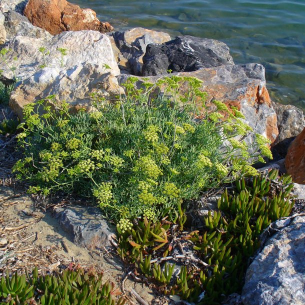 Fennikel, Strand-, <br>rock samphire, paccasassi <br><i>Crithmum maritimum </i>