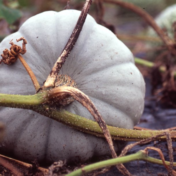 Grskar <br>'Crown Prince' F1 <br><i>Cucurbita maxima</i>