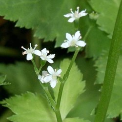 Mitsuba, mashimori, <br>japansk persille <i>Cryptotaenia japonica </i>