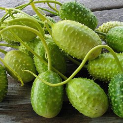 Agurk <br>'West Indian Gherkin'<br><i>Cucumis anguria</i>