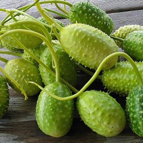 Agurk <br>'West Indian Gherkin'<br><i>Cucumis anguria</i>