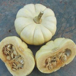 Grskar <br>'Baby Boo' <br><i>Cucurbita pepo</i>