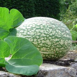 Grskar, <br>Figenbladet <br><i>Cucurbita ficifolia</i><br><br>