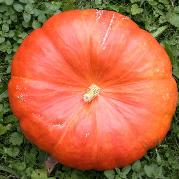 Grskar <br>'Rouge vif d'Etampes' <br><i>Cucurbita maxima</i>