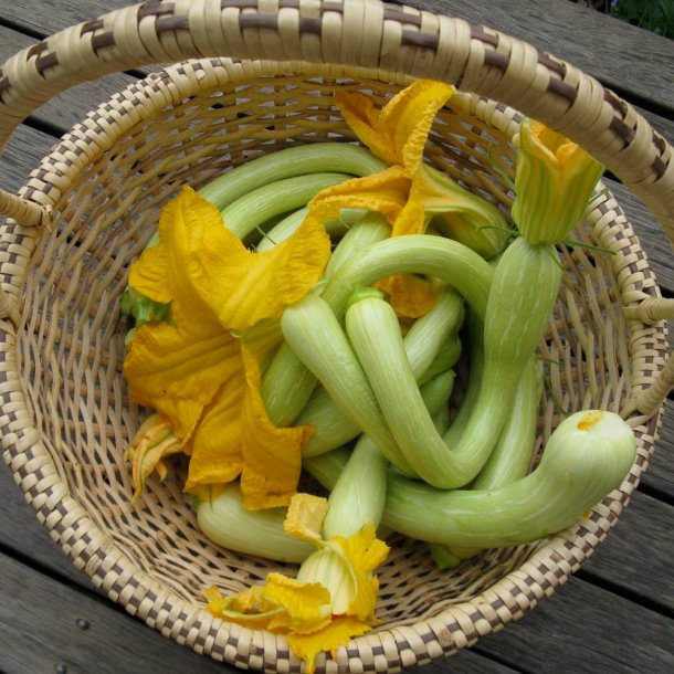 Courgette, squash, zucchini<br>'Tromboncino' <br><i>Cucurbita moschata</i>