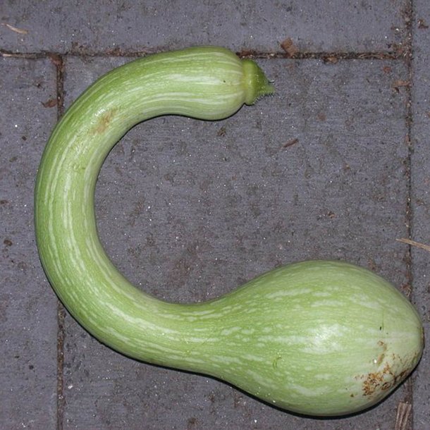 Courgette, squash, zucchini<br>'Tromboncino' <br><i>Cucurbita moschata</i>