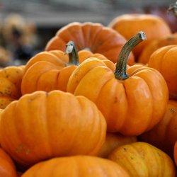 Grskar <br>'Jack Be Little' <br><i>Cucurbita pepo</i>