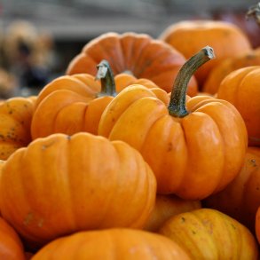 Grskar <br>'Jack Be Little' <br><i>Cucurbita pepo</i>