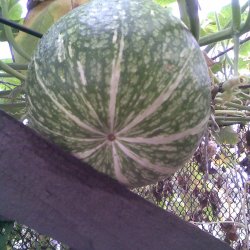 Grskar, <br>Figenbladet <br><i>Cucurbita ficifolia</i><br><br>