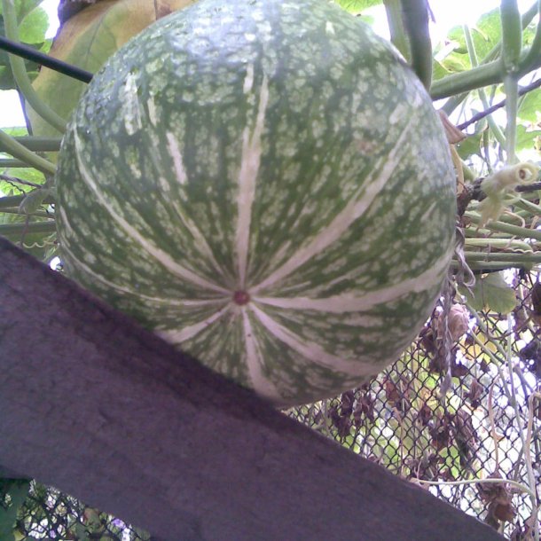 Grskar, <br>Figenbladet <br><i>Cucurbita ficifolia</i><br><br>