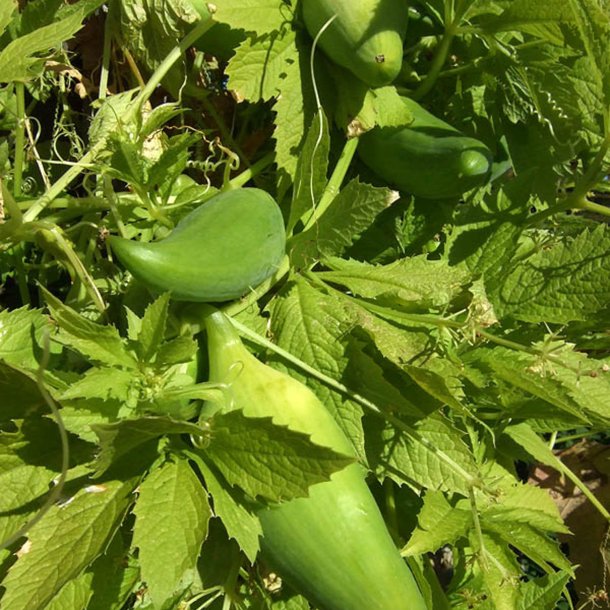 Caihua, <br>Achocha <br><i>Cyclanthera pedata</i>