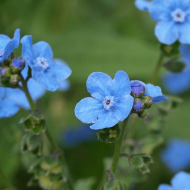 Hundetunge, Kinesisk, <br>Kinesisk forglemmigej <br>'Firmament' <br><i>Cynoglossum amabile</i>