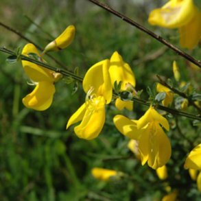Gyvel <br><i>Cytisus scoparius </i><br><br>