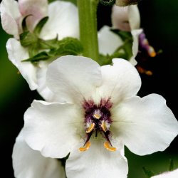 Kongelys <br>'Domino' <br><i>Verbascum blattaria</i>