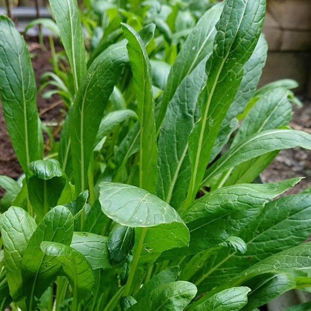 Mibuna <br><i>Brassica rapa <br>var. japonica</i>