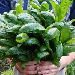 Mibuna <br><i>Brassica rapa <br>var. japonica</i>