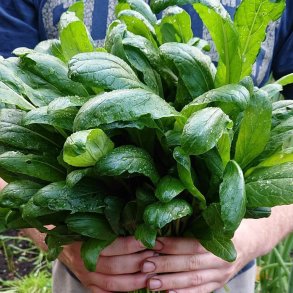 Mibuna <br><i>Brassica rapa <br>var. japonica</i>