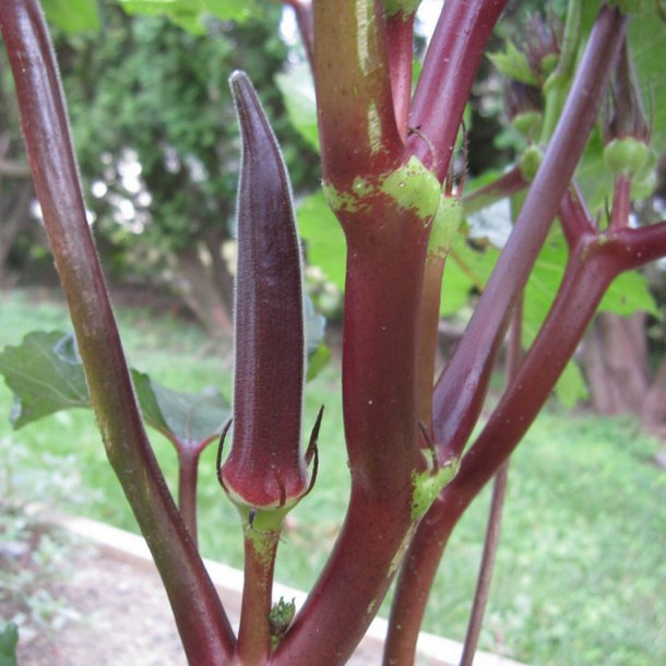 Okra <br>'Red Burgundy' <br><i>Abelmoschus esculentus</i>